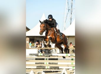 Meer warmbloeden, Hengst, 5 Jaar, 167 cm, Bruin