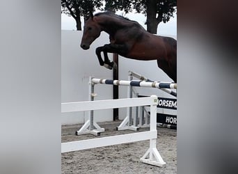 Meer warmbloeden, Hengst, 5 Jaar, 168 cm, Roodbruin