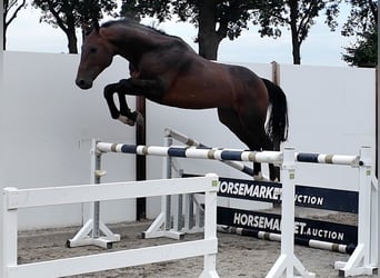Meer warmbloeden, Hengst, 5 Jaar, 168 cm, Roodbruin