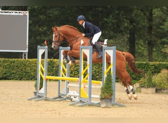 Meer warmbloeden, Hengst, 5 Jaar, 168 cm, Vos