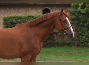 Meer warmbloeden, Hengst, 5 Jaar, 168 cm, Vos