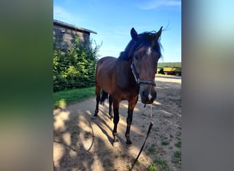 Meer warmbloeden Mix, Hengst, 6 Jaar, 162 cm, Bruin