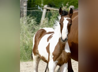 Meer warmbloeden, Hengst, , 168 cm, Gevlekt-paard
