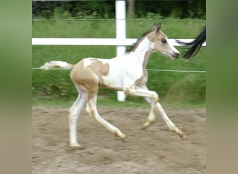 Meer warmbloeden, Hengst, veulen (04/2024), 168 cm, Gevlekt-paard