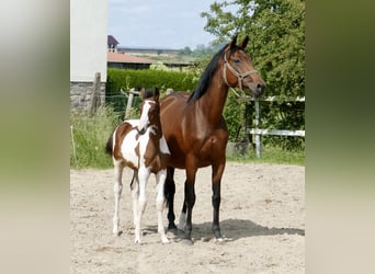 Meer warmbloeden, Hengst, , 168 cm, Gevlekt-paard