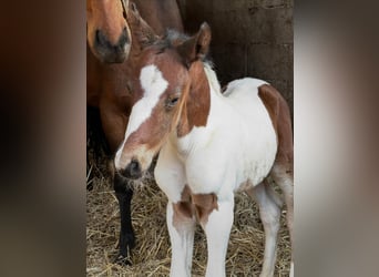 Meer warmbloeden, Hengst, Veulen (02/2026), 168 cm, Gevlekt-paard