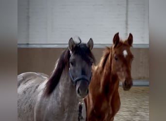 Meer warmbloeden, Hengst, Veulen (04/2025), 168 cm, Vos