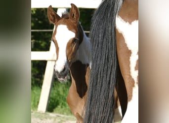 Meer warmbloeden, Hengst, Veulen (04/2026), 170 cm, Gevlekt-paard