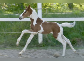 Meer warmbloeden, Hengst, Veulen (04/2026), 170 cm, Gevlekt-paard
