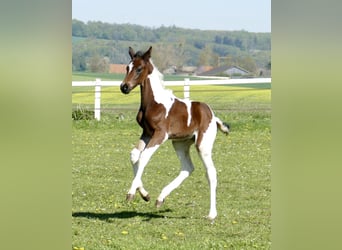 Meer warmbloeden, Hengst, Veulen (03/2026), 170 cm, Gevlekt-paard