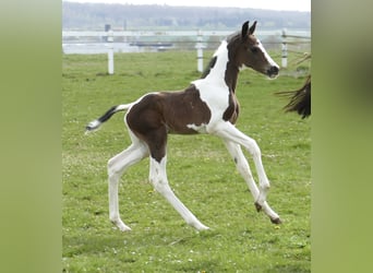 Meer warmbloeden, Hengst, Veulen (04/2026), 170 cm, Gevlekt-paard