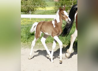 Meer warmbloeden, Hengst, Veulen (04/2026), 170 cm, Gevlekt-paard