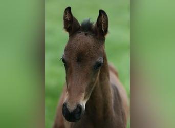 Meer warmbloeden, Hengst, Veulen (05/2026), 170 cm, Zwartbruin