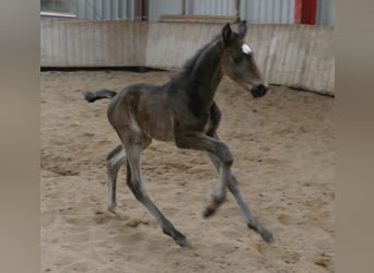 Meer warmbloeden, Hengst, Veulen (02/2026), 170 cm, Zwartbruin