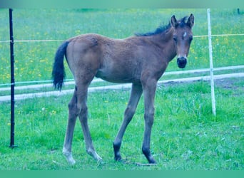 Meer warmbloeden, Hengst, Veulen (03/2025), Bruin