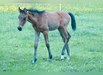 Meer warmbloeden, Hengst, Veulen (03/2025), Bruin