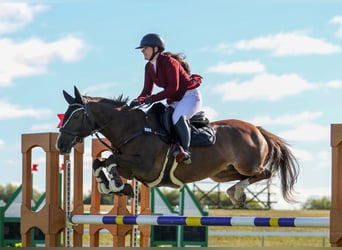 Meer warmbloeden Mix, Merrie, 10 Jaar, 152 cm, Donkere-vos