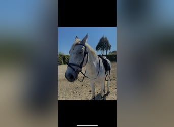 Meer warmbloeden Mix, Merrie, 10 Jaar, 160 cm, Schimmel