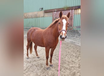 Meer warmbloeden Mix, Merrie, 10 Jaar, 161 cm, Vos