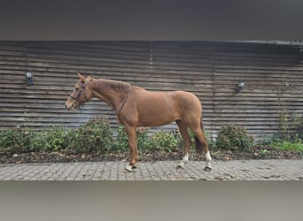 Meer warmbloeden, Merrie, 10 Jaar, 161 cm, Vos