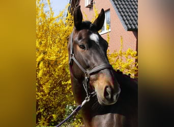 Meer warmbloeden, Merrie, 10 Jaar, 163 cm, Bruin