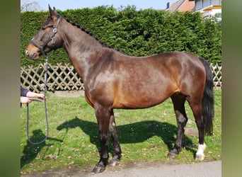 Meer warmbloeden, Merrie, 10 Jaar, 163 cm, Bruin