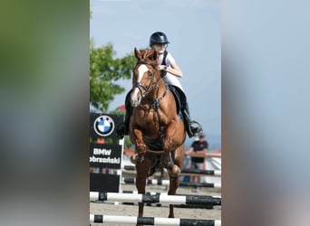 Meer warmbloeden, Merrie, 10 Jaar, 167 cm, Vos