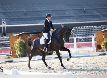 Meer warmbloeden, Merrie, 10 Jaar, 167 cm, Zwart
