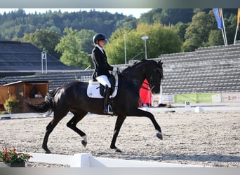 Meer warmbloeden, Merrie, 10 Jaar, 167 cm, Zwart