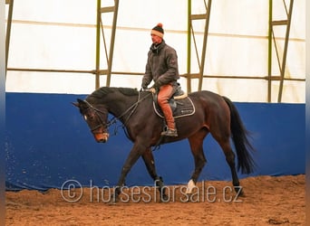 Meer warmbloeden, Merrie, 10 Jaar, 175 cm, Brauner