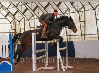Meer warmbloeden, Merrie, 10 Jaar, 175 cm, Brauner