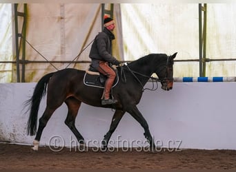 Meer warmbloeden, Merrie, 10 Jaar, 175 cm, Brauner
