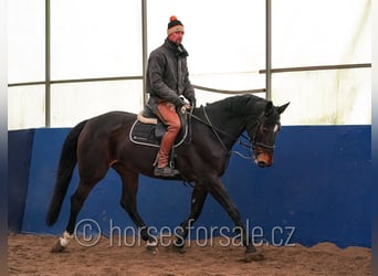 Meer warmbloeden, Merrie, 10 Jaar, 175 cm, Brauner