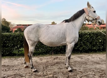 Meer warmbloeden, Merrie, 10 Jaar, Schimmel