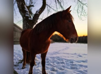 Meer warmbloeden Mix, Merrie, 11 Jaar, 142 cm, Bruin