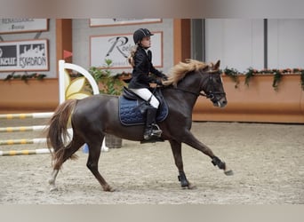 Meer warmbloeden Mix, Merrie, 11 Jaar, 144 cm, Vos