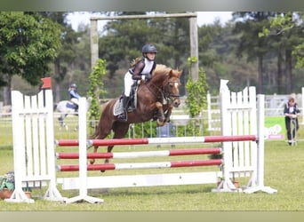 Meer warmbloeden Mix, Merrie, 11 Jaar, 144 cm, Vos