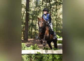 Meer warmbloeden Mix, Merrie, 11 Jaar, 144 cm, Vos