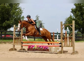 Meer warmbloeden, Merrie, 11 Jaar, 157 cm, Donkere-vos