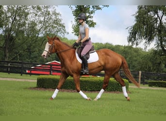 Meer warmbloeden, Merrie, 11 Jaar, 157 cm, Donkere-vos