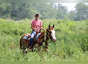 Meer warmbloeden, Merrie, 11 Jaar, 157 cm, Donkere-vos