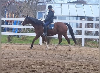 Meer warmbloeden Mix, Merrie, 11 Jaar, 159 cm, Bruin