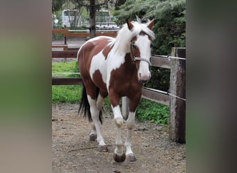 Meer warmbloeden Mix, Merrie, 11 Jaar, 160 cm, Gevlekt-paard