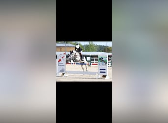 Meer warmbloeden, Merrie, 11 Jaar, 160 cm, Schimmel