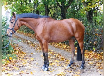 Meer warmbloeden, Merrie, 11 Jaar, 163 cm, Bruin