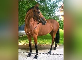 Meer warmbloeden, Merrie, 11 Jaar, 163 cm, Bruin