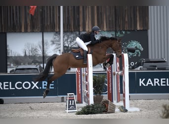 Meer warmbloeden, Merrie, 11 Jaar, 163 cm, Lichtbruin