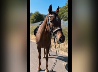 Meer warmbloeden, Merrie, 11 Jaar, 165 cm, Bruin