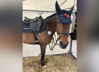 Meer warmbloeden, Merrie, 11 Jaar, 167 cm, Bruin