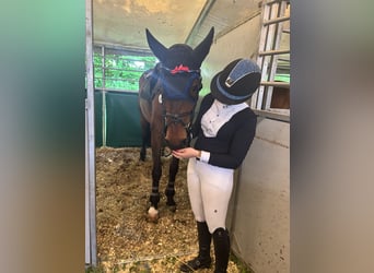 Meer warmbloeden, Merrie, 11 Jaar, 167 cm, Bruin